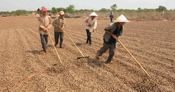 Campuchia, châu Phi đua nhau đưa vào Việt Nam một loại nông sản quan trọng: Là trợ lực giúp nước ta xuất khẩu bỏ xa thế giới, giá ngày càng đắt đỏ