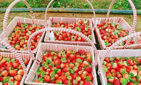 Tỉnh lớn nhất miền Bắc vừa tiêu thụ 5.000 tấn loại quả 'nữ hoàng' này, thu 770 tỷ