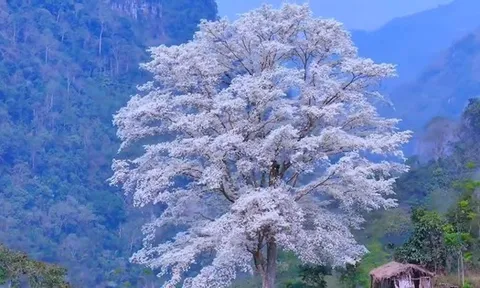 Kỳ lạ "cây cô đơn" nở hoa trắng muốt như phủ băng tuyết