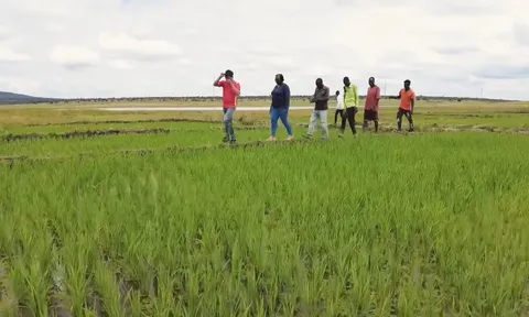 Sở Nông nghiệp Angola đến tận nơi xem team châu Phi cách trồng lúa, bất ngờ khi người Việt giúp dân bản hoàn toàn miễn phí