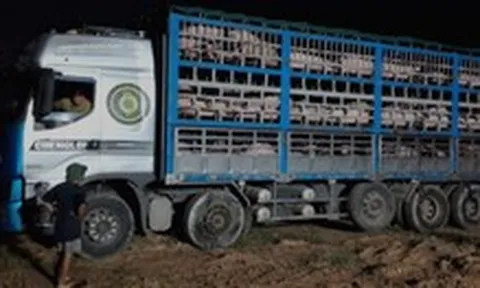 Kiểm tra xe tải, phát hiện hàng trăm con heo nhiễm dịch tả heo châu Phi